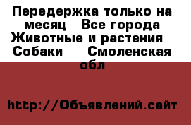 Передержка только на месяц - Все города Животные и растения » Собаки   . Смоленская обл.
